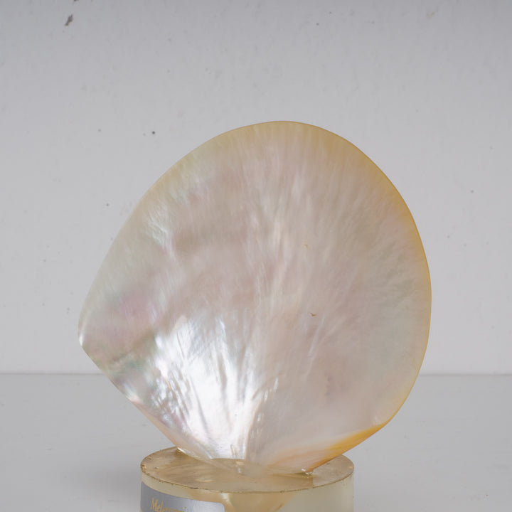 Beautiful shell meleagrine on round plexiglass base