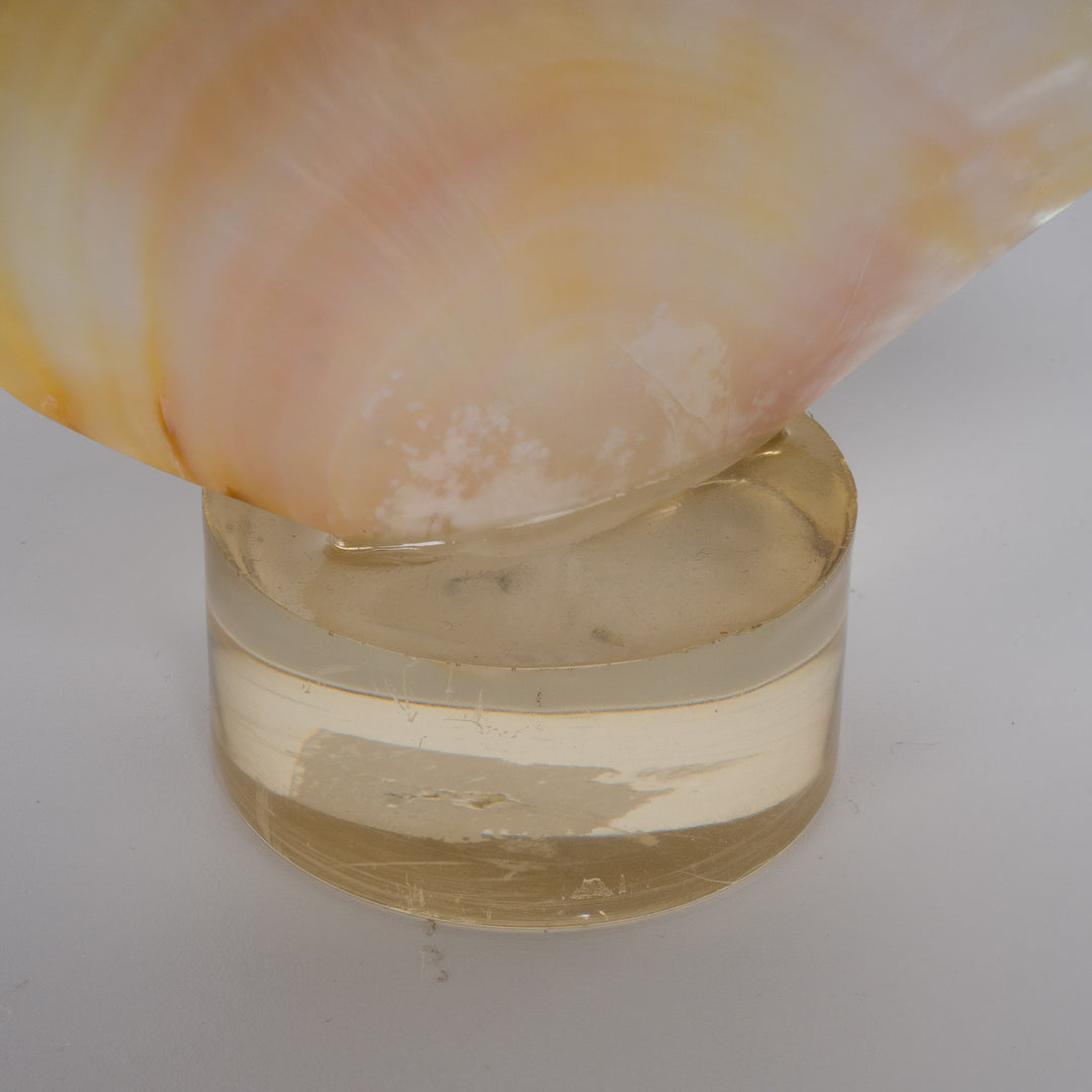 Beautiful shell meleagrine on round plexiglass base