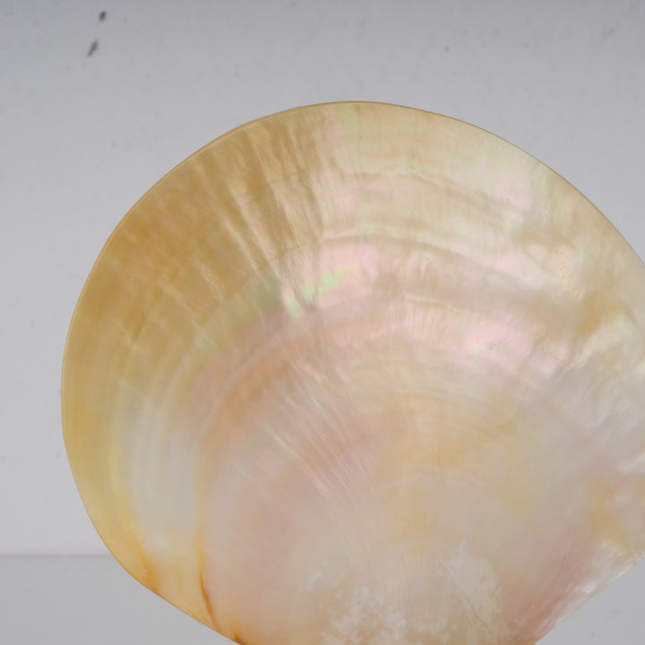 Beautiful shell meleagrine on round plexiglass base