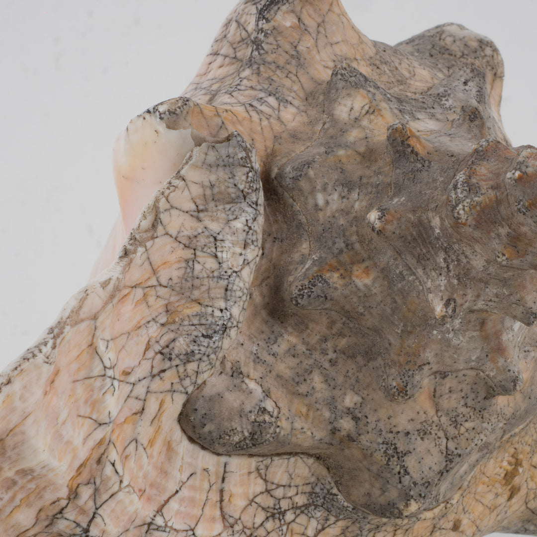 Grote zeeschelp – Lobatus gigas (Koninginnenhoorn) – 22 x 17 x 14 cm