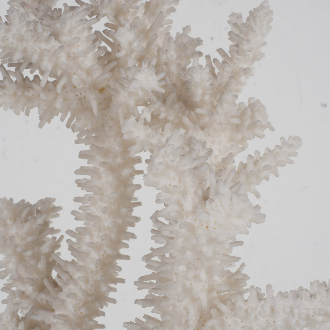 Decorative white acropora coral on a clear plexiglass base – 18×12×28 cm