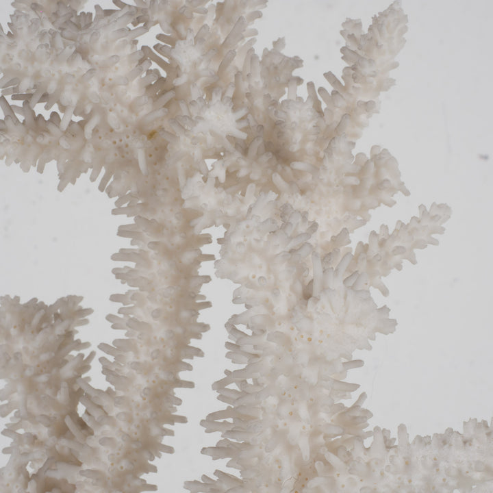 Decorative white acropora coral on a clear plexiglass base – 18×12×28 cm