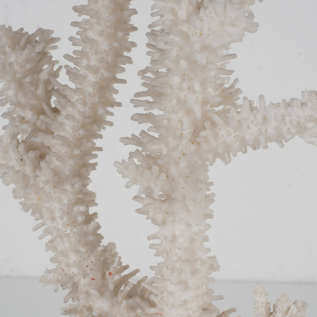 Decorative white acropora coral on a clear plexiglass base – 18×12×28 cm