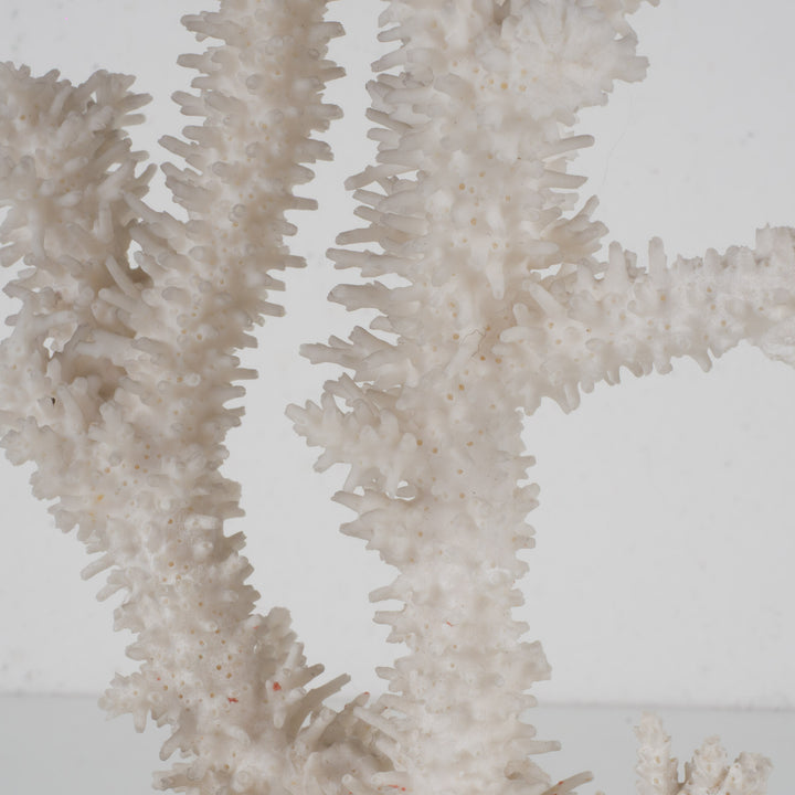 Decorative white acropora coral on a clear plexiglass base – 18×12×28 cm