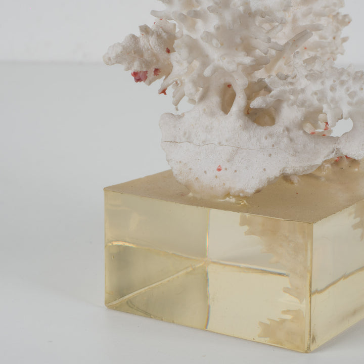 Decorative white acropora coral on a clear plexiglass base – 18×12×28 cm