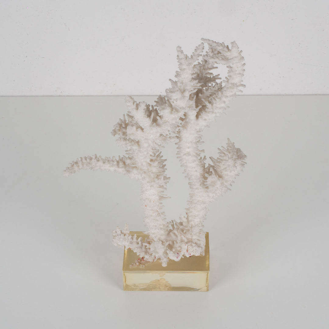 Decorative white acropora coral on a clear plexiglass base – 18×12×28 cm