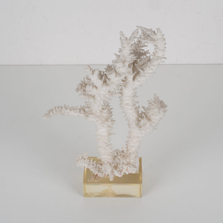 Decorative white acropora coral on a clear plexiglass base – 18×12×28 cm