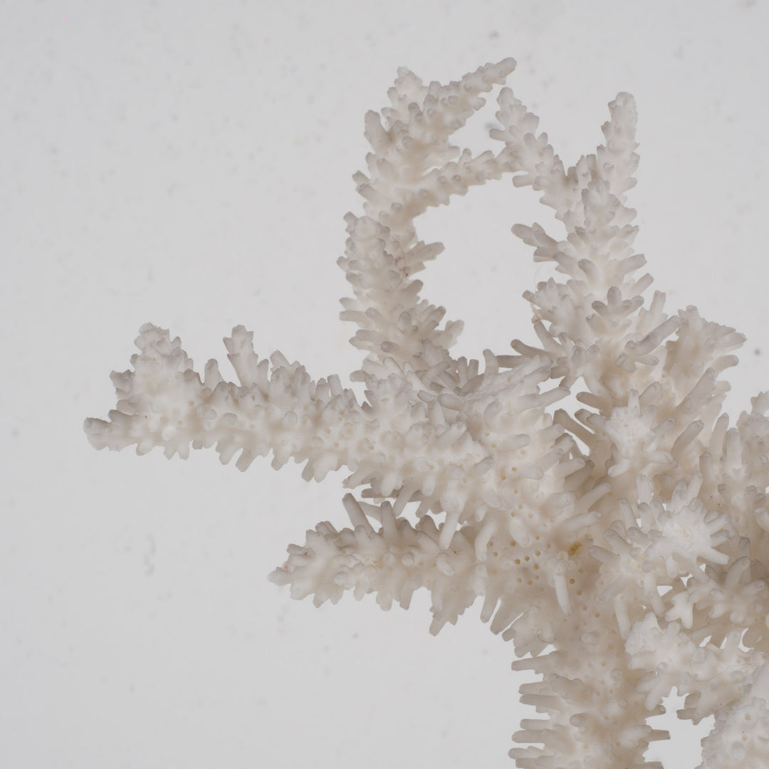 Decorative white acropora coral on a clear plexiglass base – 18×12×28 cm