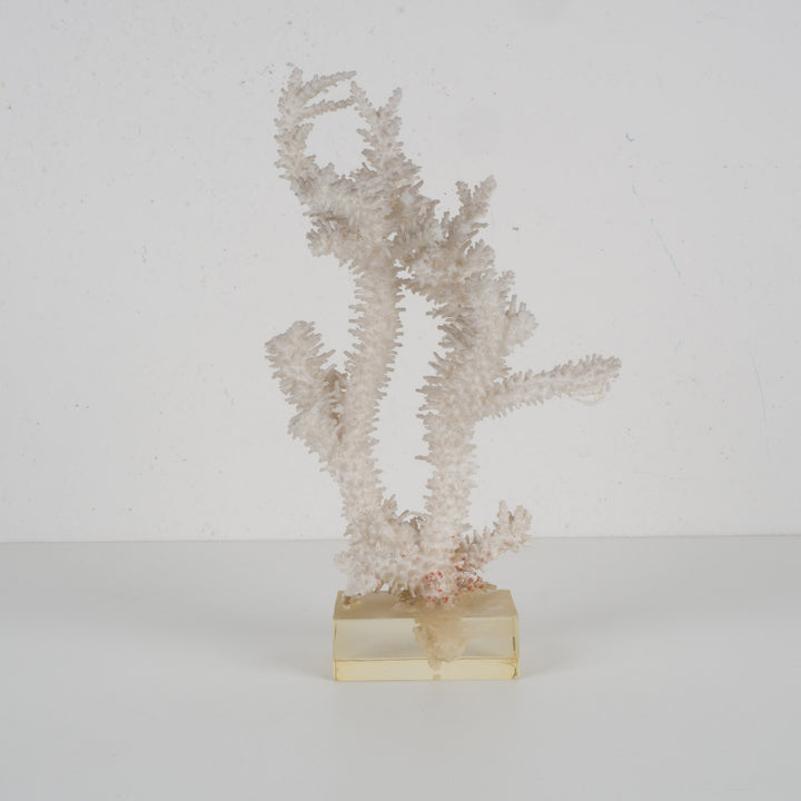Decorative white acropora coral on a clear plexiglass base – 18×12×28 cm