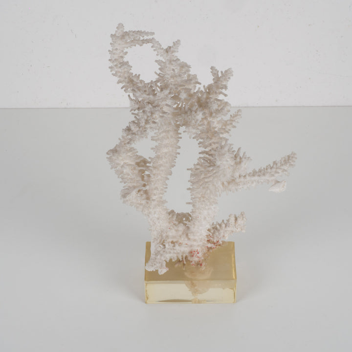 Decorative white acropora coral on a clear plexiglass base – 18×12×28 cm