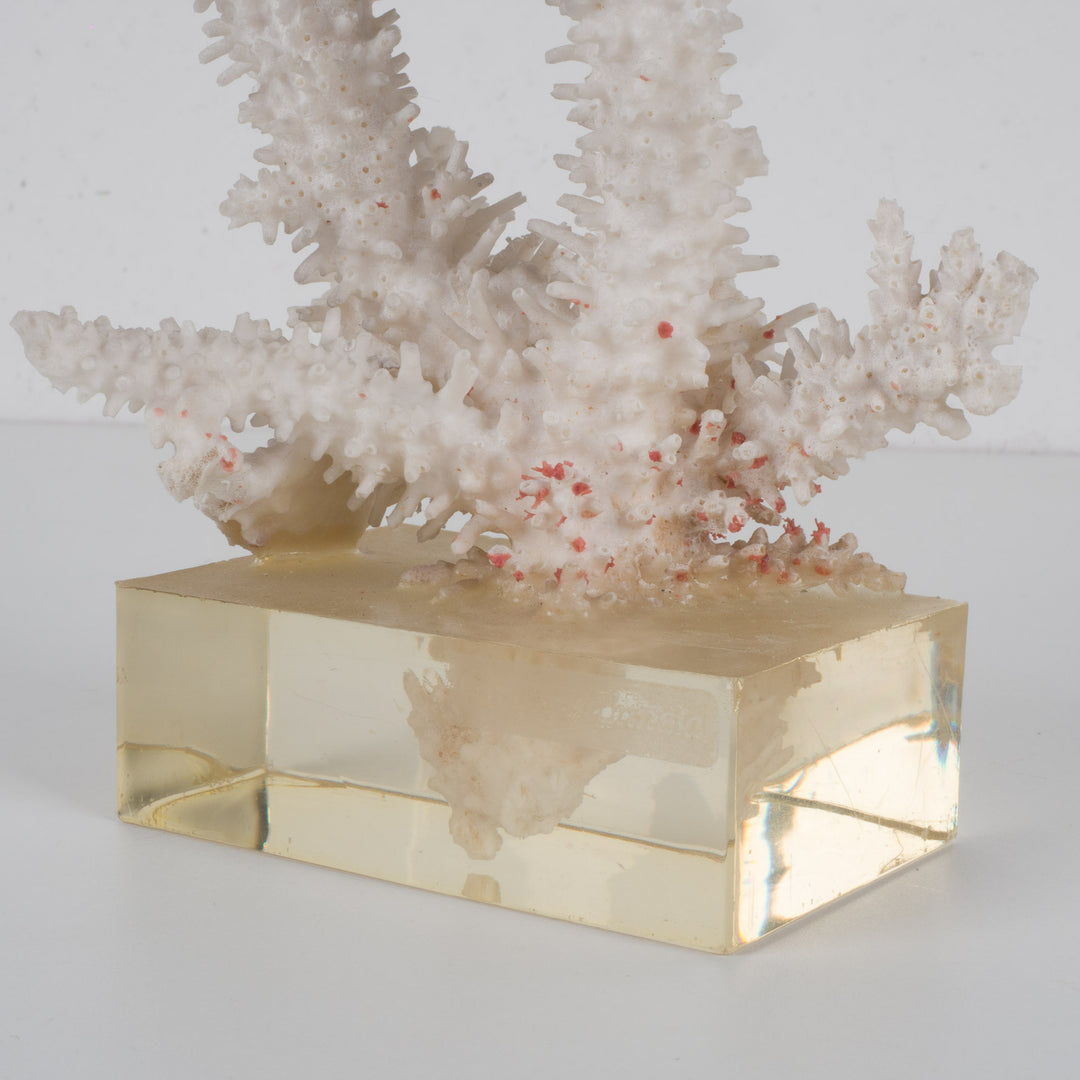 Decorative white acropora coral on a clear plexiglass base – 18×12×28 cm