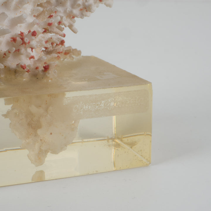 Decorative white acropora coral on a clear plexiglass base – 18×12×28 cm