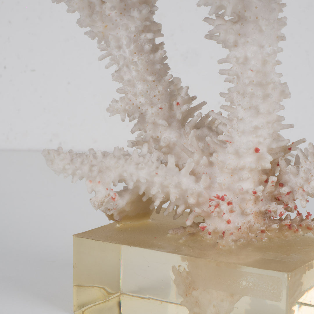 Decorative white acropora coral on a clear plexiglass base – 18×12×28 cm