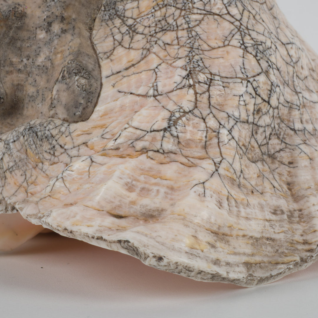 Grote zeeschelp – Lobatus gigas (Koninginnenhoorn) – 22 x 17 x 14 cm