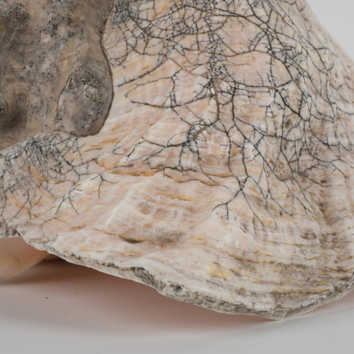 Grote zeeschelp – Lobatus gigas (Koninginnenhoorn) – 22 x 17 x 14 cm