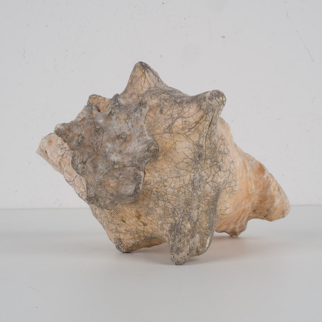 Grote zeeschelp – Lobatus gigas (Koninginnenhoorn) – 22 x 17 x 14 cm