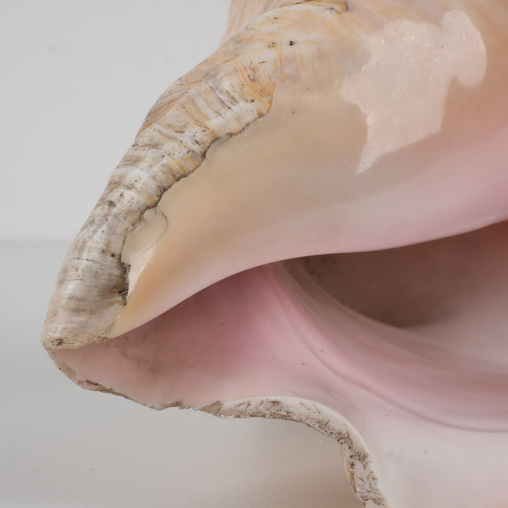 Grote zeeschelp – Lobatus gigas (Koninginnenhoorn) – 22 x 17 x 14 cm