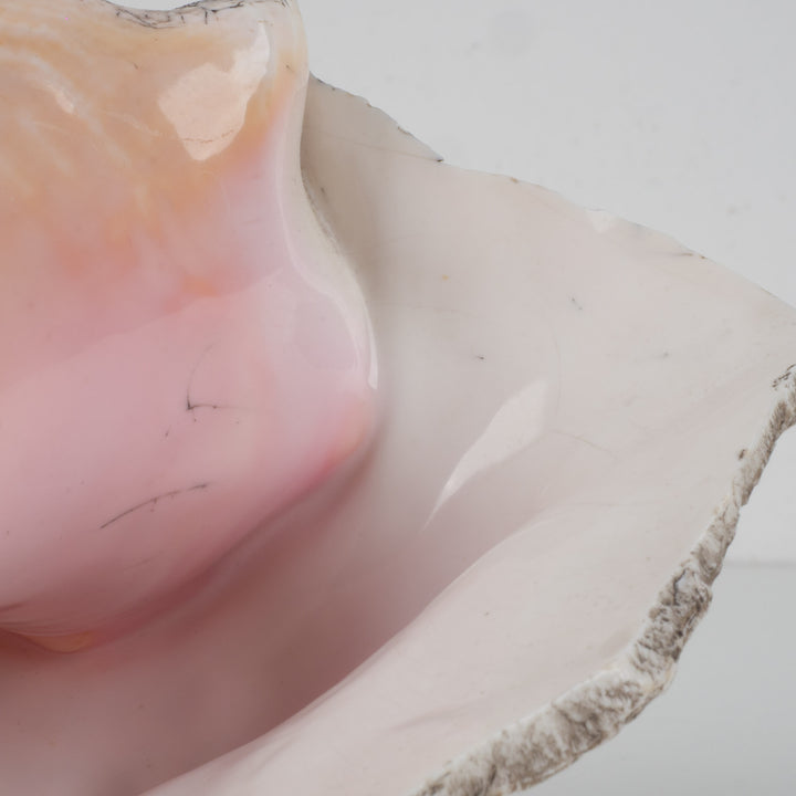 Grote zeeschelp – Lobatus gigas (Koninginnenhoorn) – 22 x 17 x 14 cm