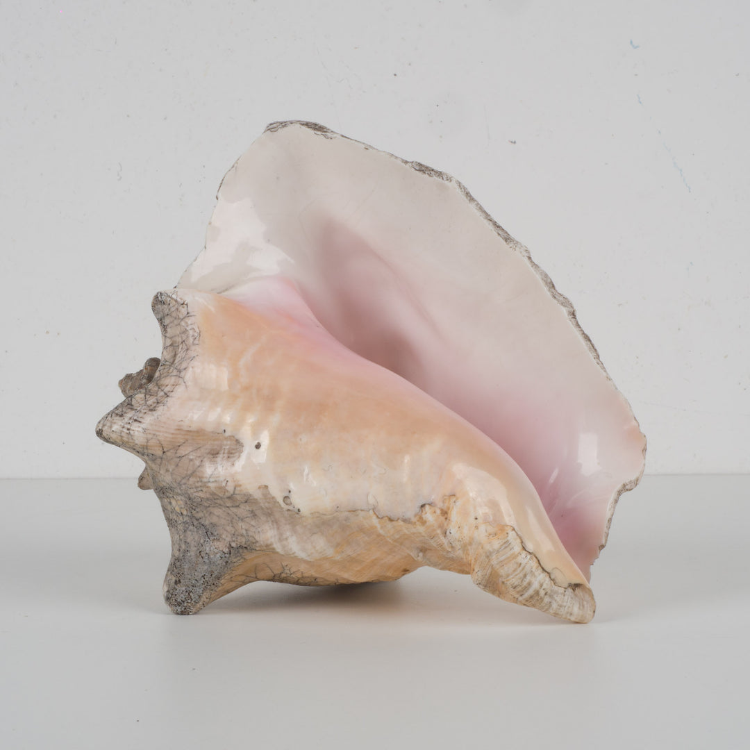 Grote zeeschelp – Lobatus gigas (Koninginnenhoorn) – 22 x 17 x 14 cm