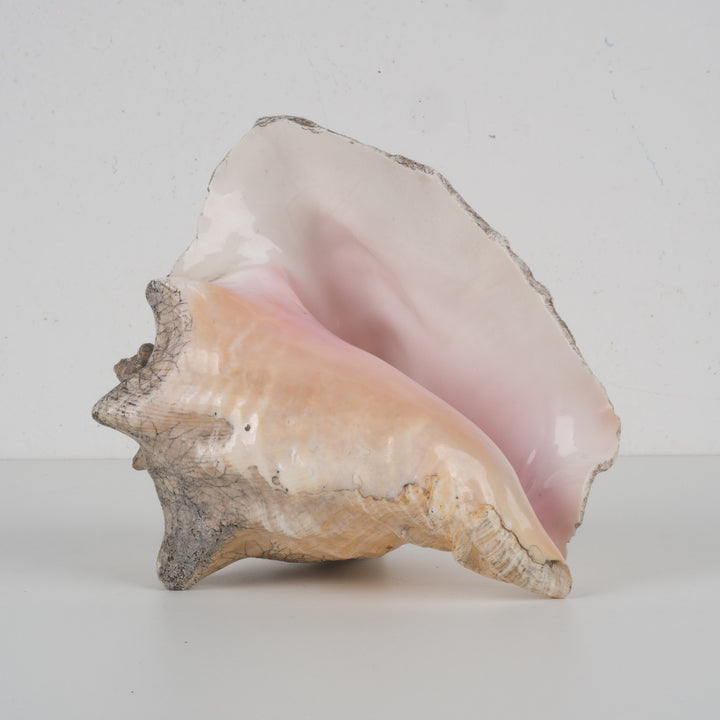 Grote zeeschelp – Lobatus gigas (Koninginnenhoorn) – 22 x 17 x 14 cm