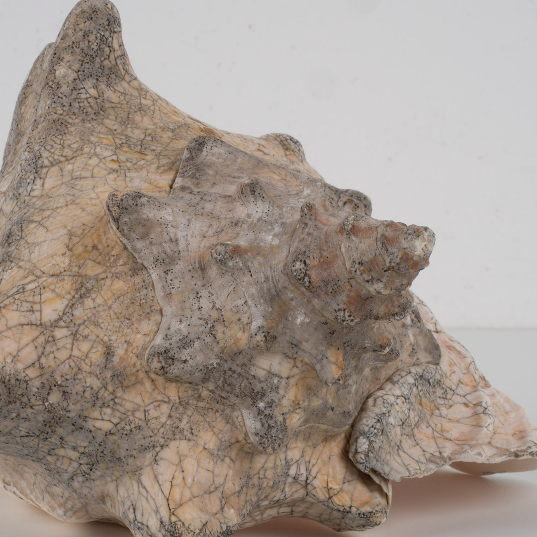 Grote zeeschelp – Lobatus gigas (Koninginnenhoorn) – 22 x 17 x 14 cm