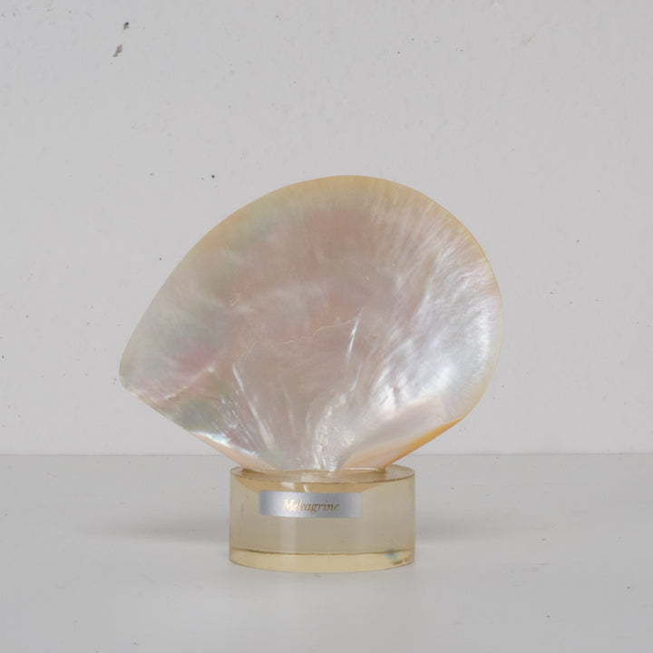 Beautiful shell meleagrine on round plexiglass base