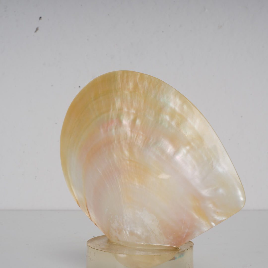 Beautiful shell meleagrine on round plexiglass base