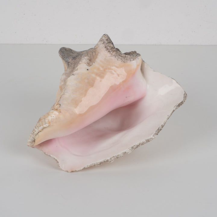 Grote zeeschelp – Lobatus gigas (Koninginnenhoorn) – 22 x 17 x 14 cm