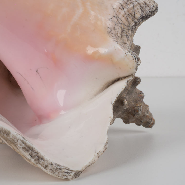 Grote zeeschelp – Lobatus gigas (Koninginnenhoorn) – 22 x 17 x 14 cm