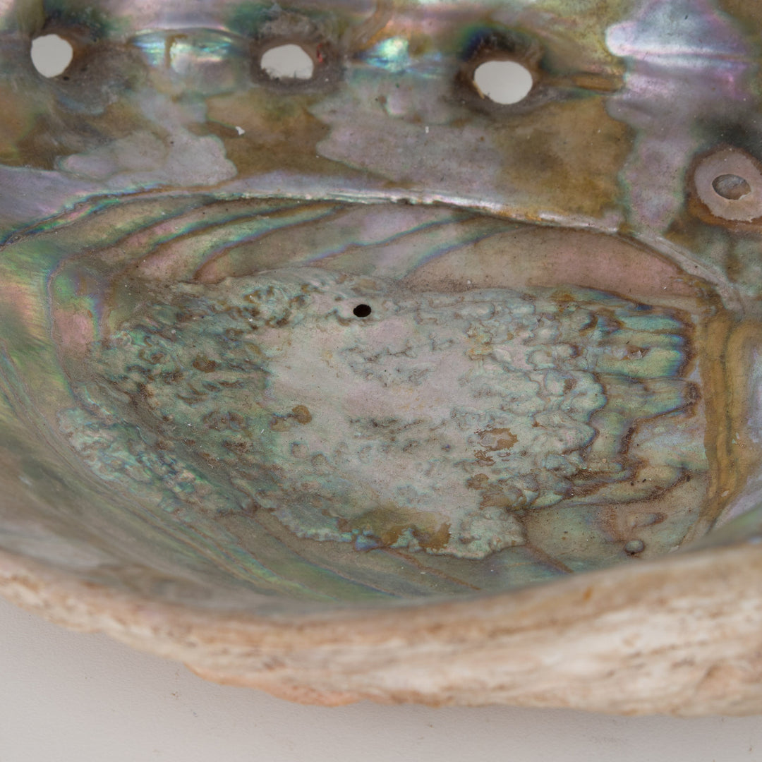 Prachtige abalone schelp – natuurlijke parelmoer glans