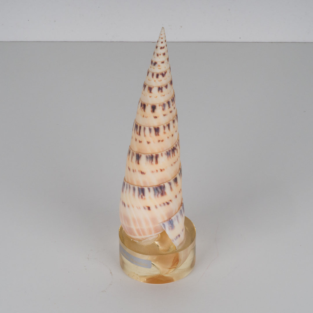 Shell terebra maculata linen on plexiglass base