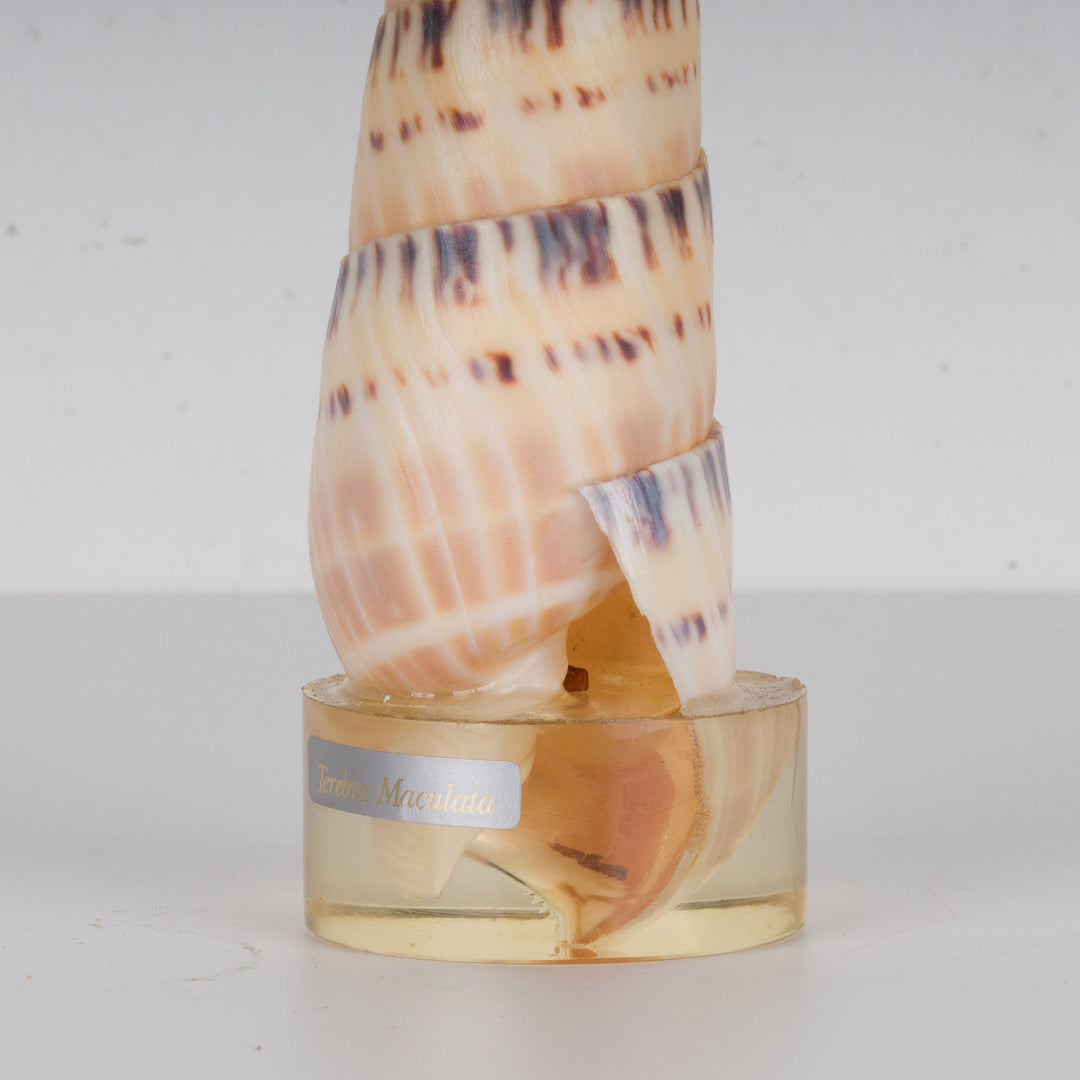 Shell terebra maculata linen on plexiglass base