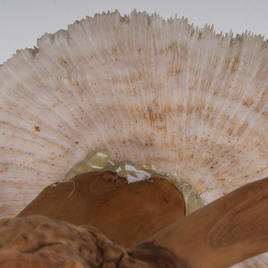 A sculpture of coral mushroom on driftwood