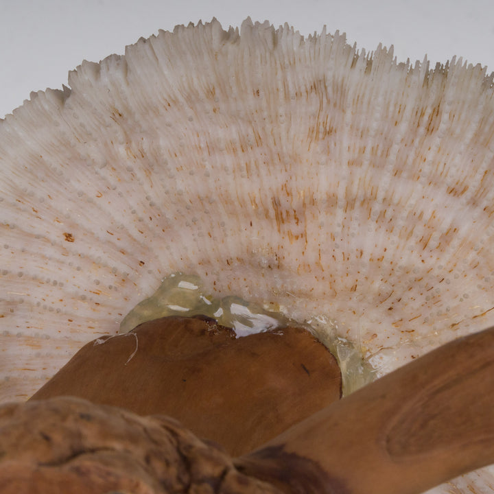 A sculpture of coral mushroom on driftwood