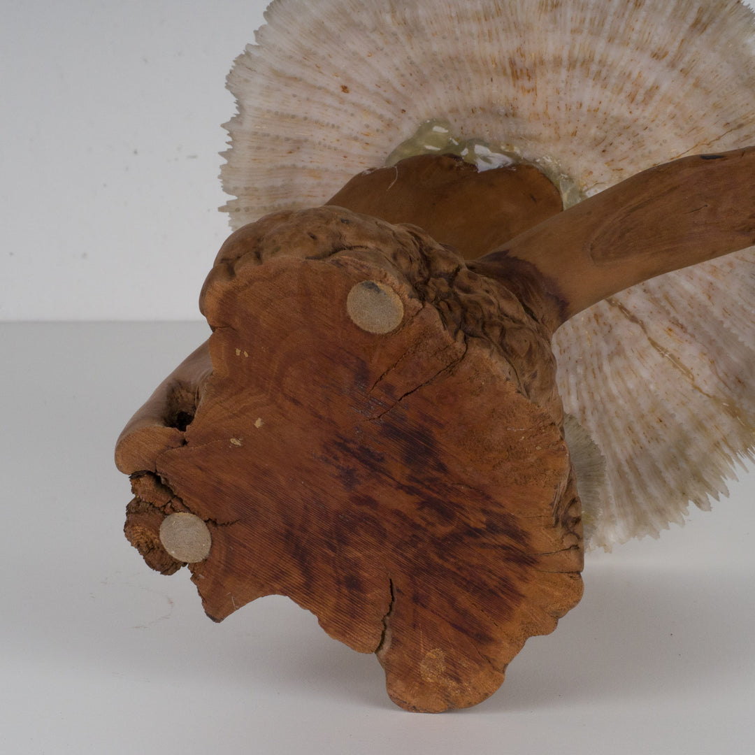 A sculpture of coral mushroom on driftwood