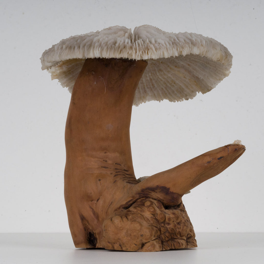 A sculpture of coral mushroom on driftwood