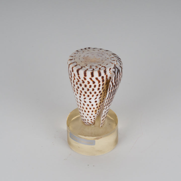 Beautiful beige shell conus litteratus