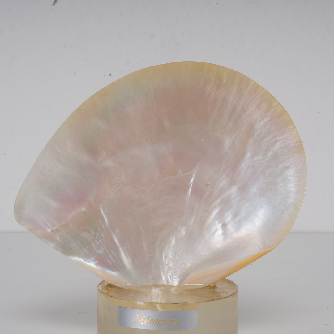 Beautiful shell meleagrine on round plexiglass base