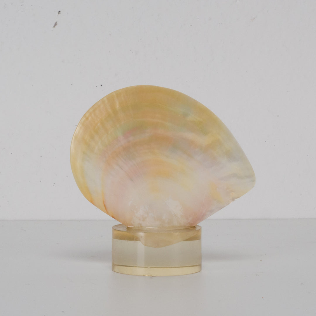 Beautiful shell meleagrine on round plexiglass base