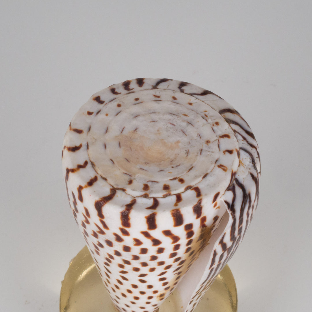 Beautiful beige shell conus litteratus