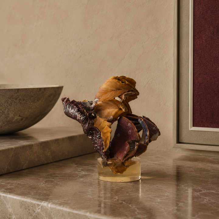 Cockscomb Oyster schelp op sokkel / 14 x 10 x 15 cm